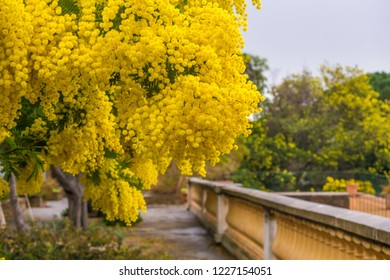 Mimosa Tree On The Terrace. South Of France.