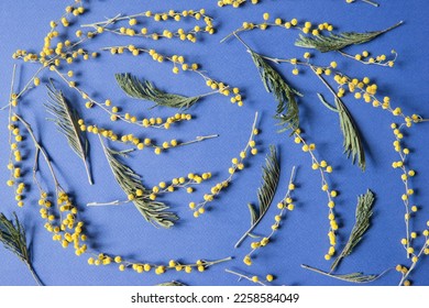 Mimosa twigs are spread out on a blue background. Spring concept. Spring background. A top view of a flat image. - Shutterstock ID 2258584049