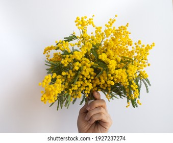 Mimosa. Yellow Flowers In A Hand On A White Background