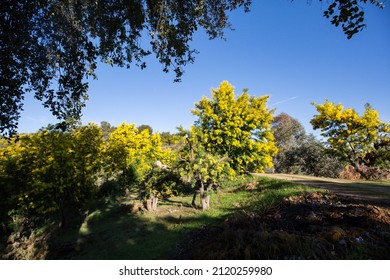 Mimosas Mimosa France Mandelieu Tanneron