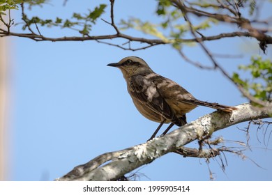 Mimus Saturninus (chalk-browed Mockingbird  Sabiá Do Campo) Bird From Brazilian Areas Between Cerrado Fields And Rainforest In Its Natural Habitat And Wildlife Behaviours, Perched On A Branch