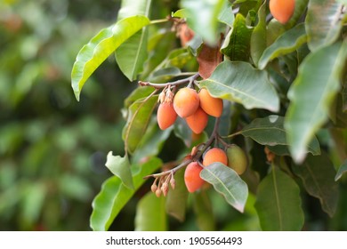 Mimusops elengi fruit on tree 