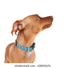 Min Pin Blue Collar On Stock Photo 128595674 | Shutterstock