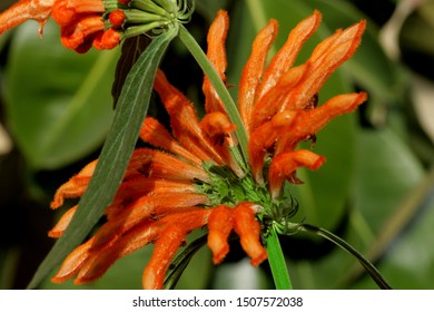 Ethiopian Flower Images Stock Photos Vectors Shutterstock