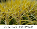 Minature Forest Of Bright Yellow Spines On Barrel Cactus in Saguaro national park