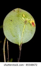 Minature orchid (Lepanthes sp.) growing in cloudforest, Ecuador