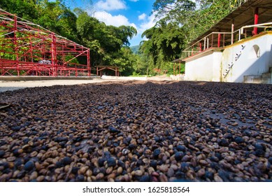 Minca, Colombia - January 04, 2020: Coffee Beans Drying In The Sun At A Coffee Plantation Farm Close To The Caribbean Side Of Colombia