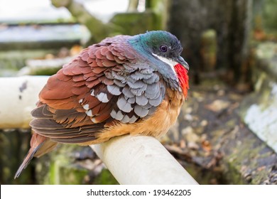 Mindanao Bleeding-heart (Barlett's Bleeding Heart Pigeon) Ruffled Closeup