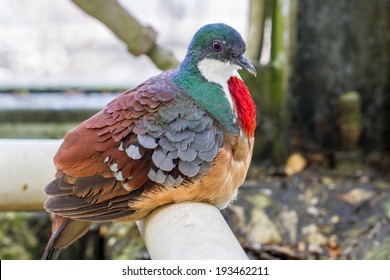 Mindanao Bleeding-heart (Barlett's Bleeding Heart Pigeon) Closeup