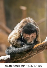 Mindful Black Capuchin or Sapajus Nigritus, also known as Black-horned Capuchin. Brown-colored monkey deep in thoughts.