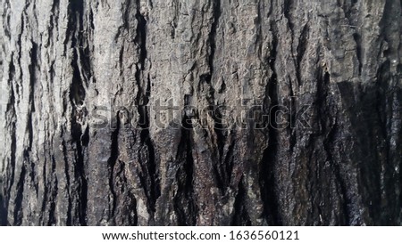Mindi bark, Mindi is a tree plant of the Meliaceae family, good for the background