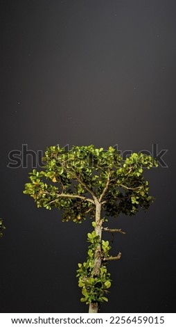 Mindi tree at night with dark sky