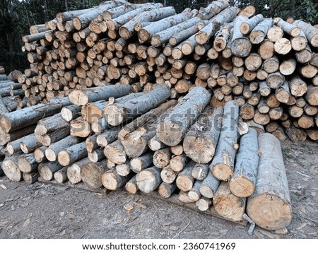 Mindi wood that has been cut into rounds and stacked neatly