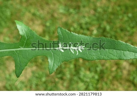 Mine on leaf, damage caused by larval stage of insects. Leaf miners feed on different species of plants