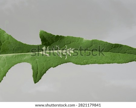 Mine on leaf, damage caused by larval stage of insects. Leaf miners feed on different species of plants