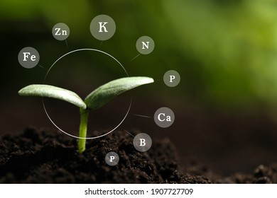Mineral Fertilizer. Young Seedling Growing In Soil Outdoors, Closeup