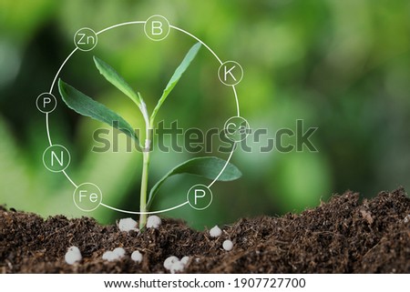 Mineral fertilizer. Young seedling growing in soil, closeup