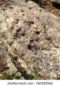 Mineral Garnet In Nature