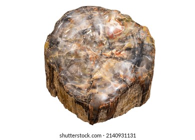 Mineral stone isolated on white, petrified tree trunk, fossilized tree. 