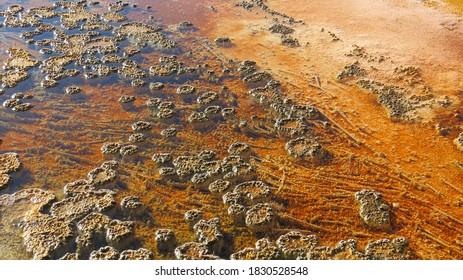 Bienenwaben Stockfotos Bilder Und Fotografie Shutterstock