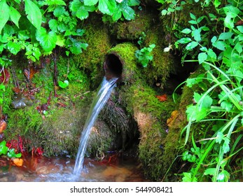 Mineral Water Spring In Forest