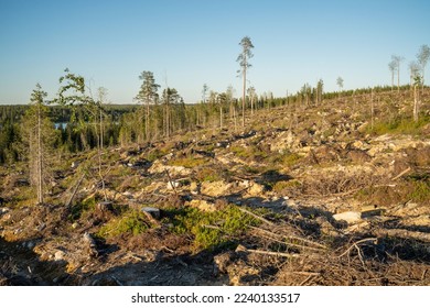 A mineralized clear-cut area on a hillside on a summer evening in Northern Finland near Hossa	