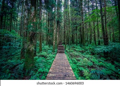 Mingchih Forest Recreation Area In Taiwan