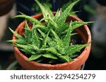 Mini aloe vera plants growing fertilely on pot
