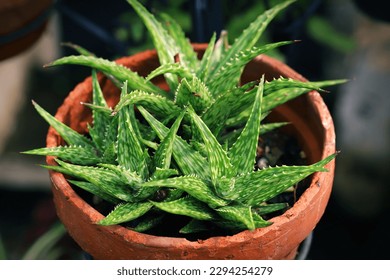 Mini aloe vera plants growing fertilely on pot - Powered by Shutterstock