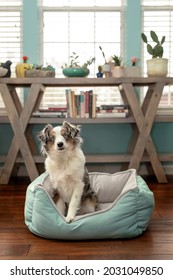 Mini Aussie In Dog Bed - Australian Shepherd Dog With Cocked Head 