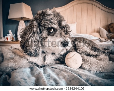Mini Aussie Doodle with a ball