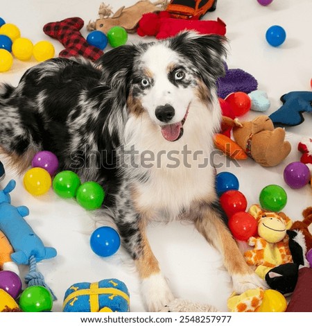 mini aussie laying down looking up at camera surrounded by tons of toys and ball pit balls
