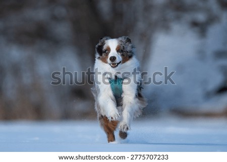 Mini aussie in mid stride, running toward the camera