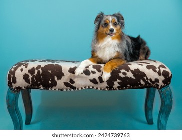 Mini Aussie posing on cowhide bench