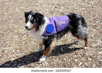 Mini Aussie Service Dog In Vest