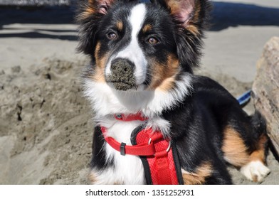 Mini Australian Shepherd