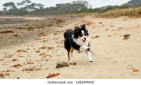 Mini Australian Shepherd By A Beach