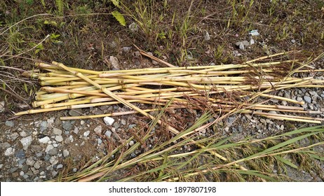 Mini Bamboo For Artistic Wall