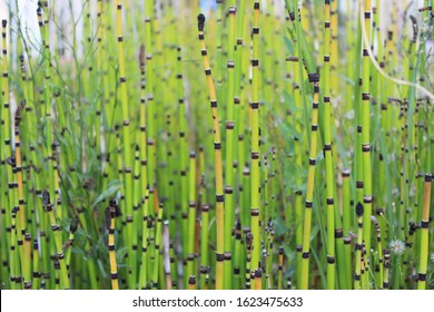 Mini Bamboo In Port Park Malaga