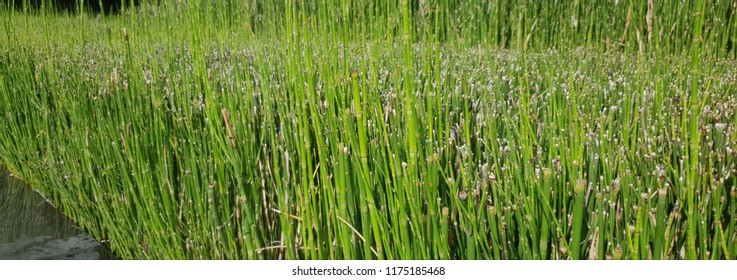 Mini Bamboo Stalks 