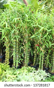 Mini Bamboo Tree In Garden