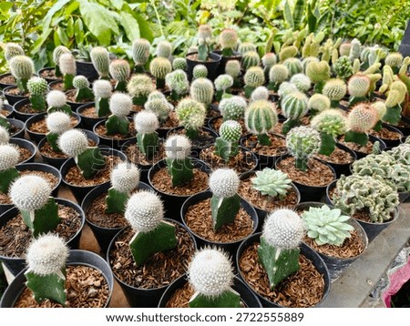 Mini cacti in pots, some of which are grafted cactus.