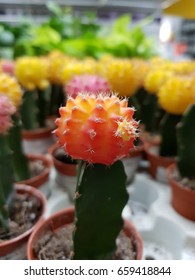  mini cactus