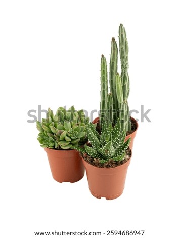Mini cactus collection, tiny succulents for plant terrarium, office table plants, small cactus desk pots isolated on white background, interior design idea