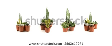 Mini cactus collection, tiny succulents for plant terrarium, office table plants, small cactus desk pots isolated on white background, interior design idea