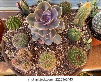 Mini Cactus Garden In A Circular Planter Outdoors