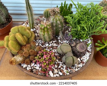 Mini Cactus Garden Planted In A Shallow Dish Outdoors