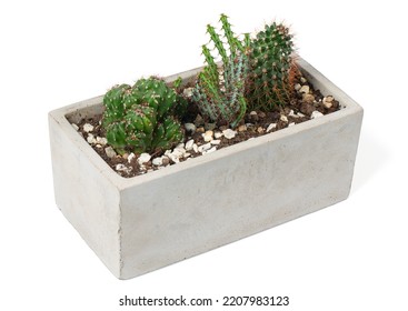 Mini Cactus Garden In A Square Pot Isolated On White Background