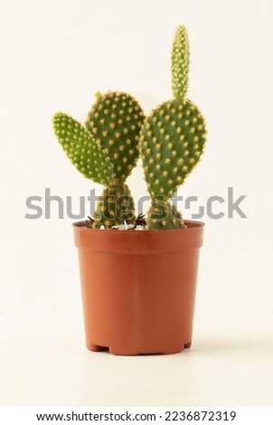 Mini cactus isolated on white background