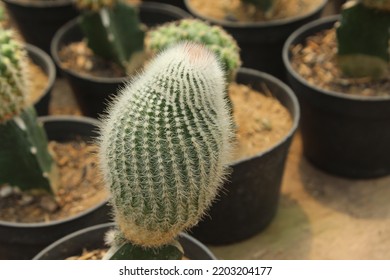 Mini Cactus Plant In Garden At Yogyakarta City